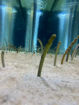 すみだ水族館に投稿された画像（2020/10/18）