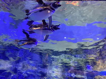 すみだ水族館に投稿された画像（2020/10/18）