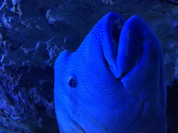 すみだ水族館に投稿された画像（2020/10/18）