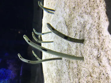 すみだ水族館に投稿された画像（2020/10/18）