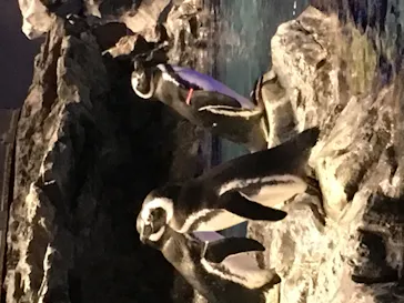 すみだ水族館に投稿された画像（2020/10/18）