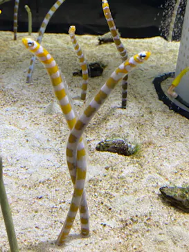 すみだ水族館に投稿された画像（2020/10/18）