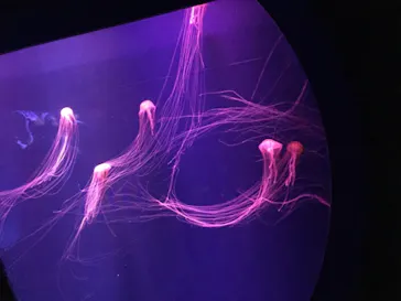 すみだ水族館に投稿された画像（2020/10/18）