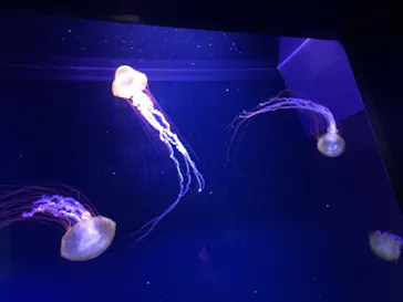 すみだ水族館に投稿された画像（2020/10/18）