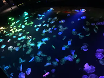 すみだ水族館に投稿された画像（2020/10/18）