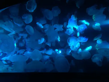 すみだ水族館に投稿された画像（2020/10/18）