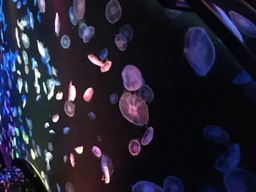 すみだ水族館に投稿された画像（2020/10/18）