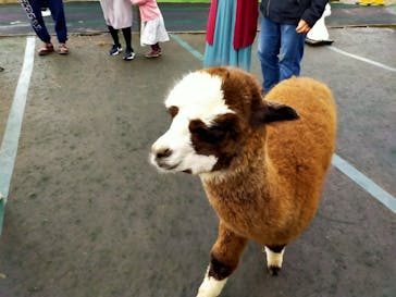 八ヶ岳アルパカ牧場に投稿された画像（2020/10/18）