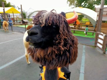 八ヶ岳アルパカ牧場に投稿された画像（2020/10/18）