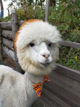 八ヶ岳アルパカ牧場に投稿された画像（2020/10/18）