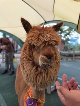 八ヶ岳アルパカ牧場に投稿された画像（2020/10/18）