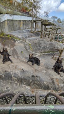 のぼりべつクマ牧場に投稿された画像（2020/10/18）