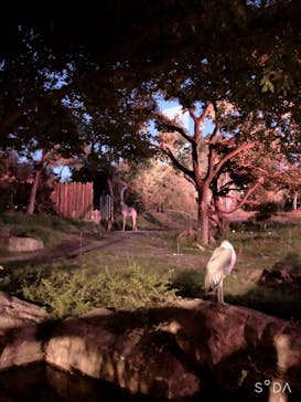 天王寺動物園に投稿された画像（2020/10/18）