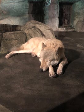 天王寺動物園に投稿された画像（2020/10/18）