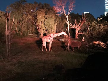 天王寺動物園に投稿された画像（2020/10/18）