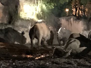 天王寺動物園に投稿された画像（2020/10/18）