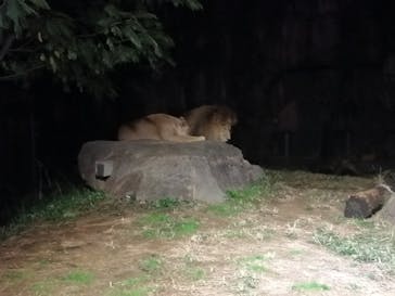 天王寺動物園に投稿された画像（2020/10/18）