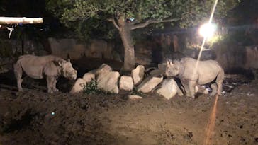 天王寺動物園に投稿された画像（2020/10/18）