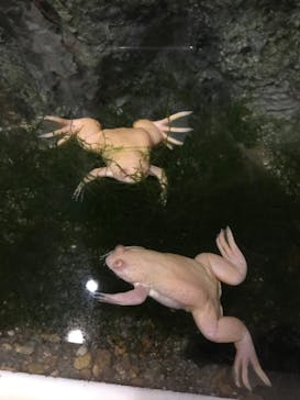 天王寺動物園に投稿された画像（2020/10/18）