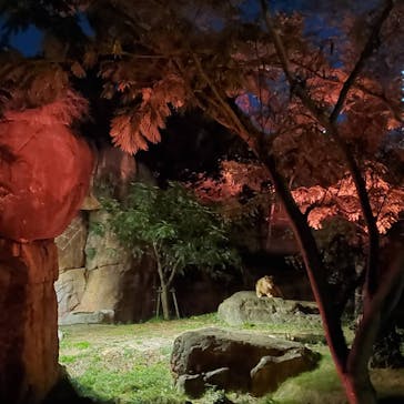 天王寺動物園に投稿された画像（2020/10/18）