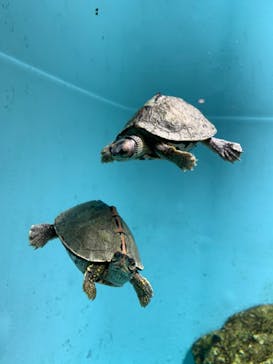 天王寺動物園に投稿された画像（2020/10/18）