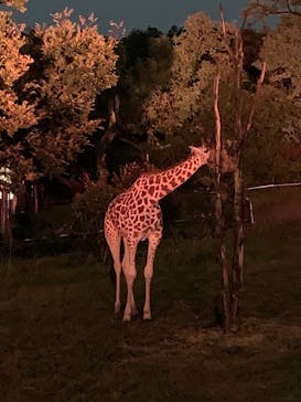 天王寺動物園に投稿された画像（2020/10/18）