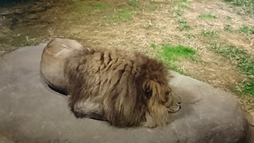 天王寺動物園に投稿された画像（2020/10/18）