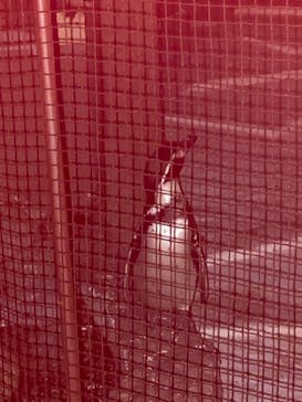 天王寺動物園に投稿された画像（2020/10/18）