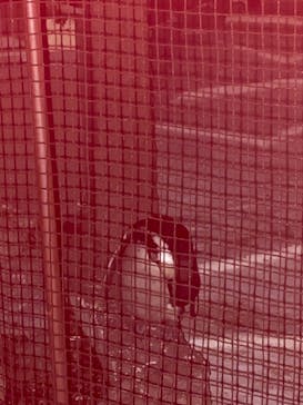 天王寺動物園に投稿された画像（2020/10/18）