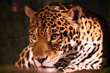 天王寺動物園に投稿された画像（2020/10/18）