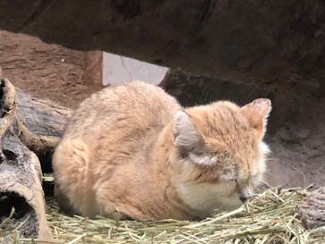 那須どうぶつ王国に投稿された画像（2020/10/18）