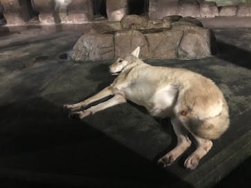 天王寺動物園に投稿された画像（2020/10/18）