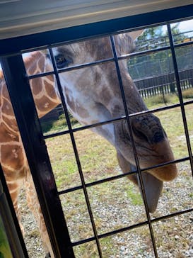 那須サファリパークに投稿された画像（2020/10/18）