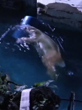 天王寺動物園に投稿された画像（2020/10/18）