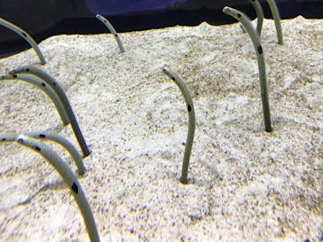 すみだ水族館に投稿された画像（2020/10/18）