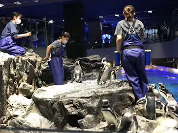 すみだ水族館に投稿された画像（2020/10/18）