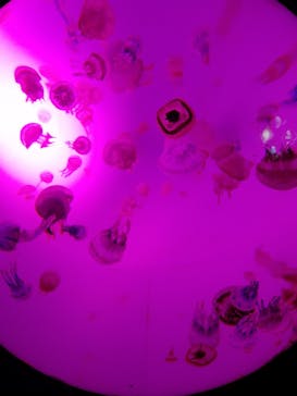 サンシャイン水族館に投稿された画像（2020/10/18）