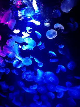 サンシャイン水族館に投稿された画像（2020/10/18）