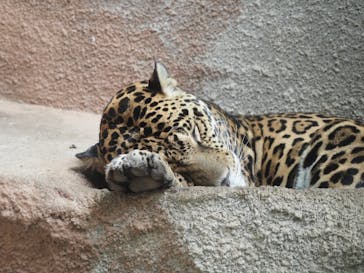 那須どうぶつ王国に投稿された画像（2020/10/18）