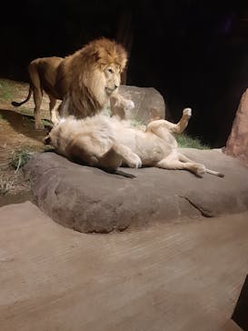 天王寺動物園に投稿された画像（2020/10/18）