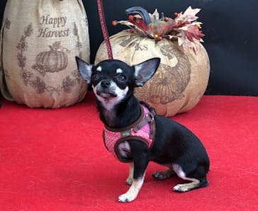 わんダフルネイチャーヴィレッジに投稿された画像（2020/10/19）