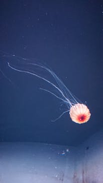 サンシャイン水族館に投稿された画像（2020/10/19）