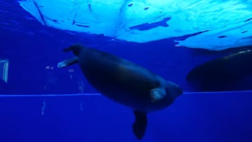 サンシャイン水族館に投稿された画像（2020/10/19）