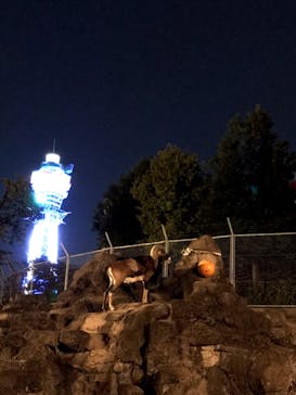 天王寺動物園に投稿された画像（2020/10/19）