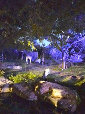 天王寺動物園に投稿された画像（2020/10/19）