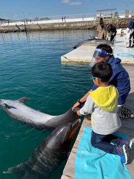 うみたま体験パーク 「つくみイルカ島」に投稿された画像（2020/10/19）