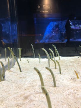 すみだ水族館に投稿された画像（2020/10/19）