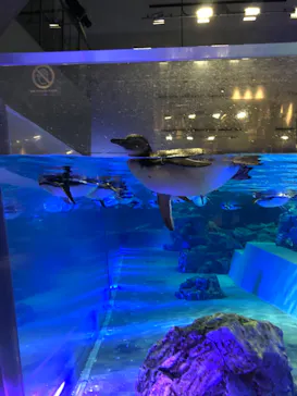 すみだ水族館に投稿された画像（2020/10/19）