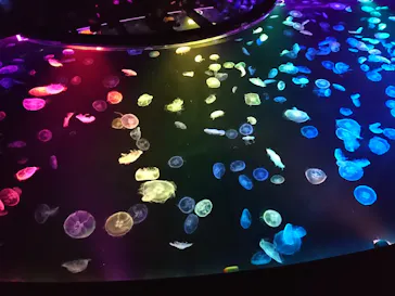 すみだ水族館に投稿された画像（2020/10/19）