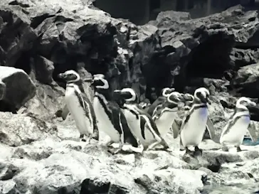 すみだ水族館に投稿された画像（2020/10/19）